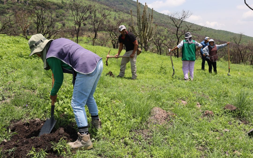 PURÍSIMA SIGUE PLANTANDO ÁRBOLES